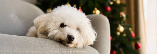 Adorable bichon frise with a Christmas tree and a stack of presents.