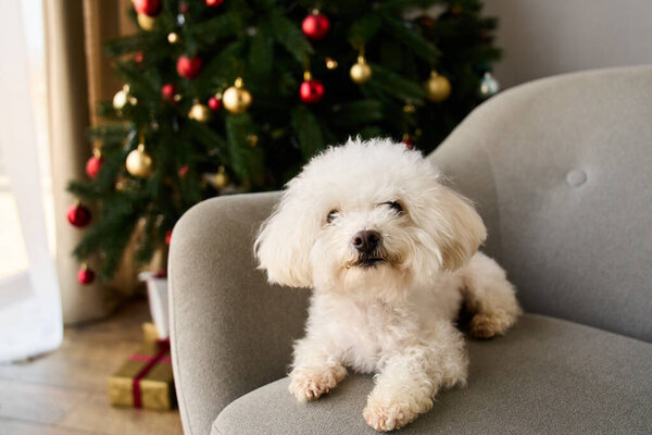A cute bichon frise sits by the Christmas tree and vivid gifts.