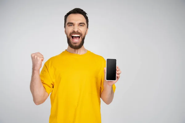 Hombre barbudo emocionado sosteniendo teléfono inteligente con pantalla en blanco y mostrando gesto de triunfo mientras grita aislado en gris - foto de stock
