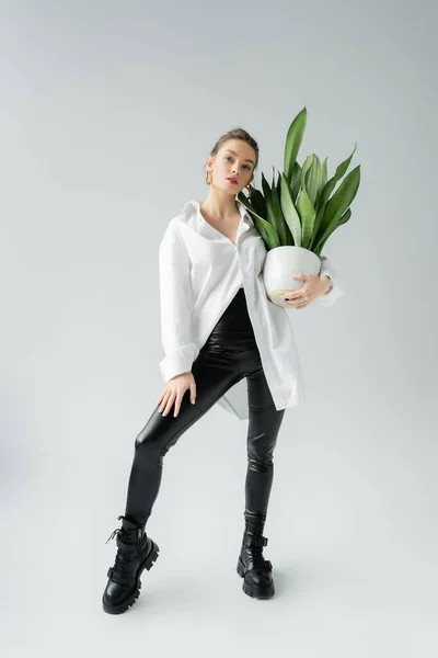 Full length of young woman in white oversize shirt and black tight pants posing with green potted plant on grey background — Stock Photo