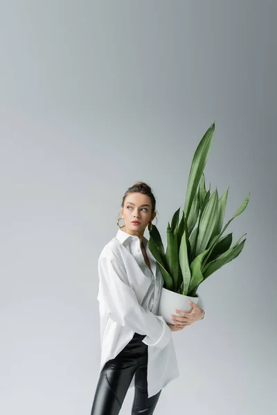 Stylish woman in white shirt standing with green potted plant and looking away isolated on grey - foto de stock