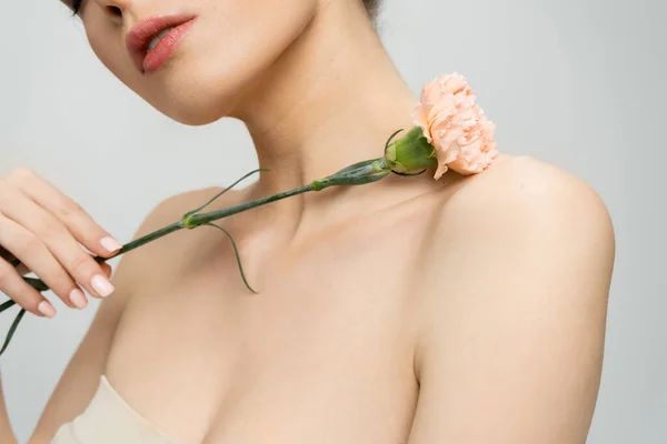 Vista ritagliata di giovane donna con spalle nude tenendo fiore di garofano isolato su grigio — Foto stock