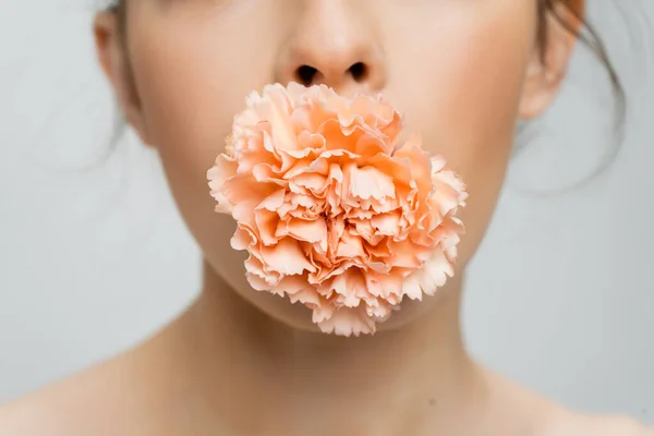 Partial view of blurred woman with peach carnation in mouth isolated on grey — Stock Photo