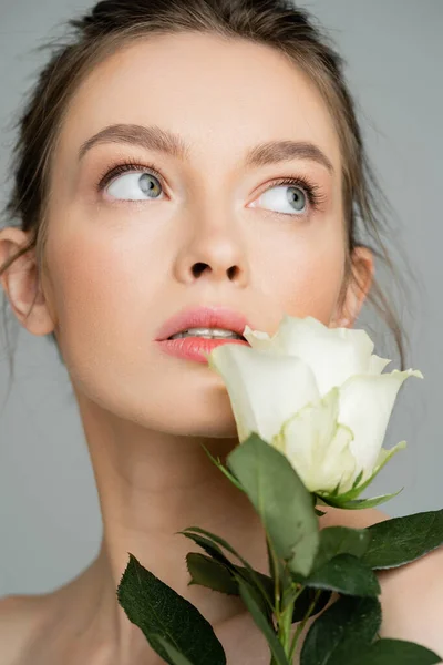 Ritratto di donna affascinante con pelle pulita e trucco naturale guardando lontano vicino rosa fresca isolata sul grigio — Foto stock