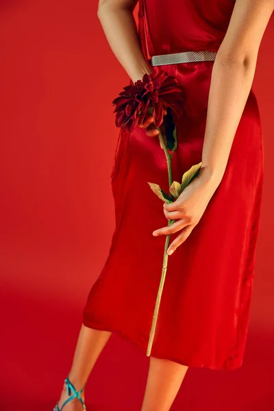 Partial view of young and trendy woman in stylish dress standing and holding burgundy peony in hands on red background, spring fashion concept, generation z — Stock Photo
