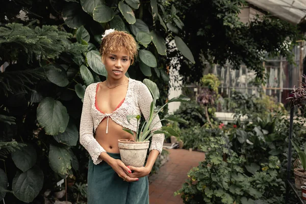 Mujer afroamericana joven de moda en verano tejida superior y falda mirando a la cámara mientras sostiene la planta en macetas y de pie cerca del follaje en el jardín interior, señora elegante rodeada de exuberante vegetación - foto de stock