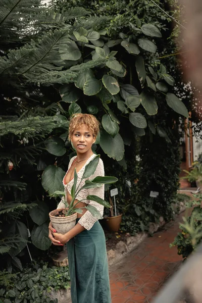 Позитивная и модная африканская американка в летней одежде в трикотажном топе и юбке, держащая в руках растение в горшке и глядя в сторону, стоя в закрытом саду, стильная леди в окружении пышной зелени — стоковое фото