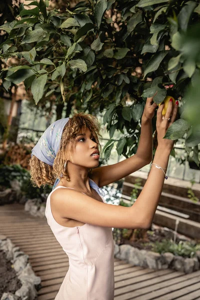 Mujer afroamericana joven y de moda en pañuelo para la cabeza y vestido de verano tomando limón fresco del árbol mientras pasa tiempo en la naranja borrosa, mujer elegante con plantas tropicales en el telón de fondo - foto de stock