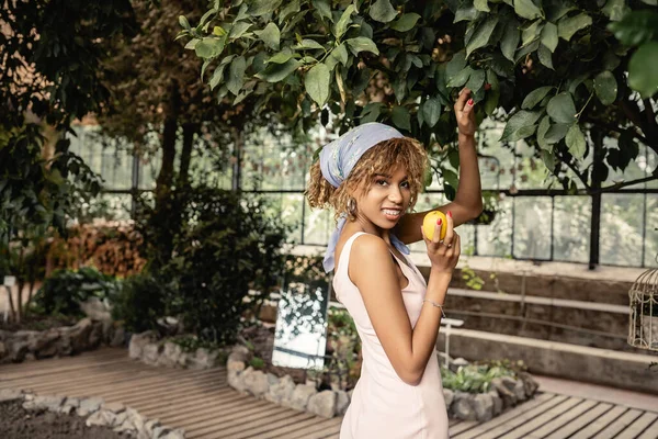 Piacevole giovane donna afroamericana con bretelle che indossa il velo e vestito estivo che tiene il limone vicino all'albero e guarda la fotocamera nel giardino interno, donna elegante con piante tropicali sullo sfondo — Foto stock