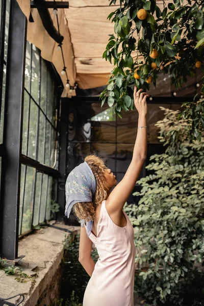 Vista lateral de la joven afroamericana en vestido de verano y pañuelo para la cabeza extendiendo la mano en los limones en el árbol y de pie en el jardín interior, mujer en traje de verano posando cerca de exuberantes plantas tropicales - foto de stock