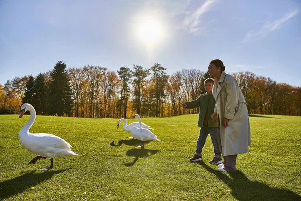 Heureux afro-américain femme et fils en vêtements de dessus debout près des cygnes dans le parc, saison d'automne, ensoleillé — Photo de stock