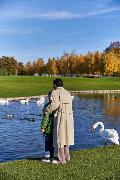 Vista trasera, mujer afroamericana y su hijo en ropa de abrigo de pie cerca de cisnes en el estanque, temporada de otoño - foto de stock