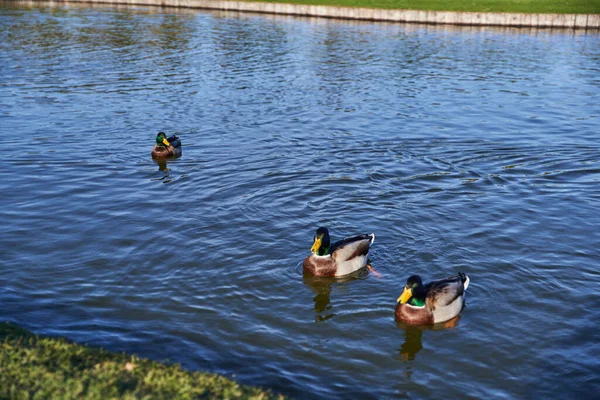Animaux et nature, canards nageant dans l'étang, saison d'automne, automne, journée ensoleillée, flore, faune, bannière — Photo de stock