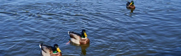 Животные и природа, утки, плавающие в пруду, осенний сезон, солнечный день, флора, фауна, знамя — стоковое фото