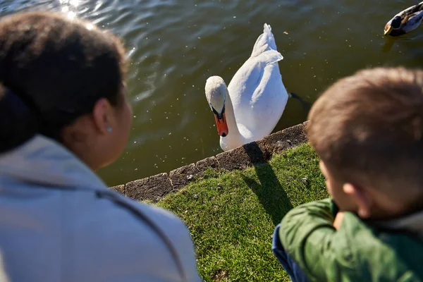 Top view, autumn, african american woman and boy looking at lake with white swan, childhood, blur — Stock Photo
