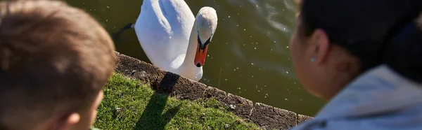 Vue de dessus, automne, femme afro-américaine et garçon regardant le lac avec cygne blanc, enfance, bannière — Photo de stock