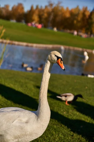 White swan in natural inhabitant, flora and fauna, close up, blurred backdrop, pond, lake, wildlife — Stock Photo