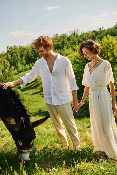 Casamento rústico, recém-casados inter-raciais em óculos de sol de mãos dadas perto de burro pastando em campo verde — Fotografia de Stock