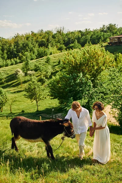 Casamento rural, casal interracial feliz em óculos de sol perto de burro pastando em terras verdes — Fotografia de Stock