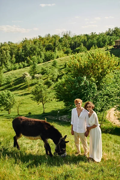 Feliz interracial recém-casados em óculos de sol e traje estilo boho sorrindo perto de burro pastando no campo — Fotografia de Stock