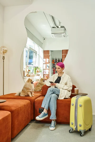 Mujer de pelo morado con teléfono inteligente cerca de pomeranian spitz y maleta en acogedor salón de hotel de mascotas - foto de stock