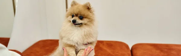 Cropped view of woman holding paws of funny pomeranian spitz in cozy lobby of pet hotel, banner — Stock Photo