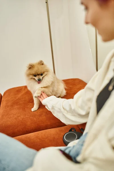 Blurred woman holding paw and playing with cute pomeranian spitz in lounge of modern pet hotel — Stock Photo