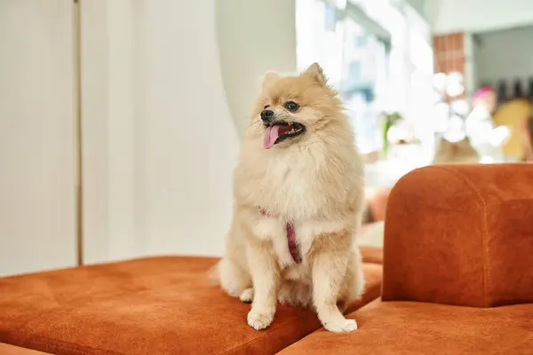 Liebenswerter und flauschiger Pommernspitz sitzt auf weicher Couch und streckt im Haustierhotel die Zunge heraus — Stockfoto