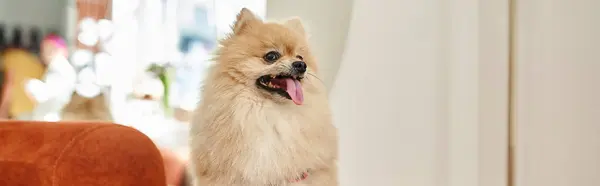 Spitz poméranien mignon et poilu avec langue dans un hôtel moderne pour chiens, concept acceptant les animaux, bannière — Photo de stock
