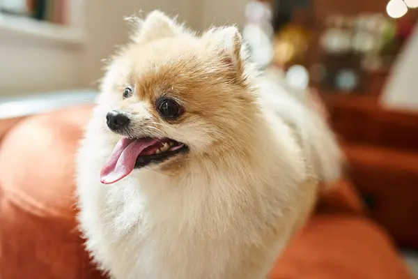Пухнастий португальський шпіц, що стирчить язиком у затишному середовищі готелю для домашніх тварин, розміщення собак — стокове фото