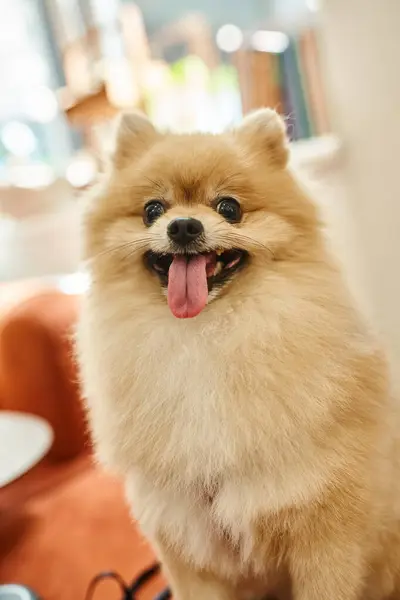Portrait of cute pomeranian spitz sticking out tongue in reception area of modern pet hotel — Stock Photo