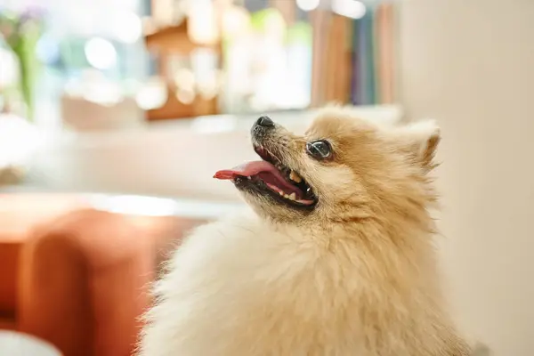 Side view of fluffy pomeranian spitz with tongue out in lobby of dog hotel, pet-friendly concept — Stock Photo