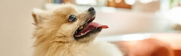 Side view of delightful pomeranian spitz with tongue out in reception area of dog hotel, banner — Stock Photo