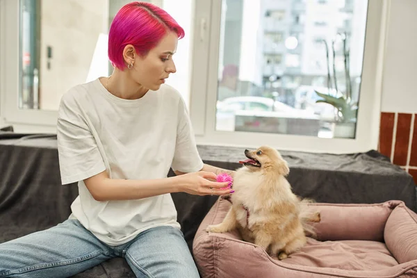 Purple-haired dog sitter playing with cute pomeranian spitz sitting on cozy dog bed in pet hotel — Stock Photo