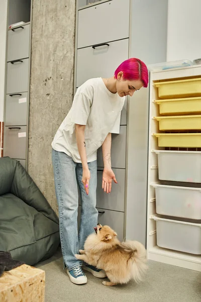 Risueño perro sitter estirando las manos a adorable pomeranian spitz en acogedor y moderno pet hotel — Stock Photo