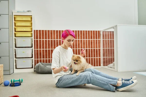 Stilvoller Hundesitter sitzt auf dem Boden neben Spielzeug und trainiert verspielte Pommernspitzen im Haustierhotel — Stockfoto