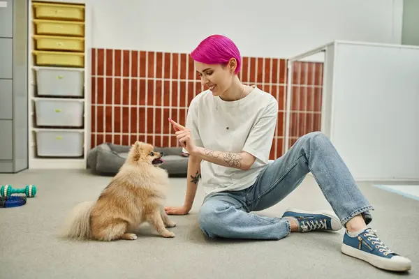 Sorrir cão babá dando sentar comando para spitz pomeraniano durante o treinamento em pet hotel, obediência — Fotografia de Stock