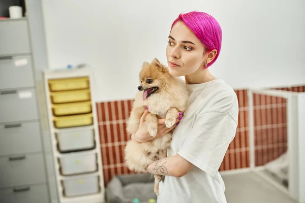 Cane sitter dai capelli viola guardando lontano bianco tenendo peloso pomerania spitz in accogliente pet hotel — Foto stock