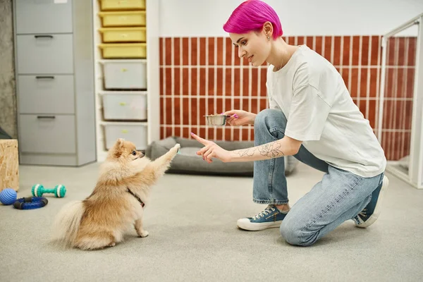 Playful pomeranian spitz giving high five to dog sitter with bowl of dry food, feeding time — Stock Photo