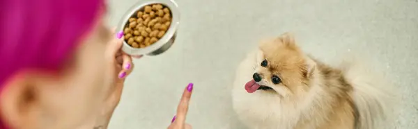Розмита собача няня з мискою сухої їжі, що дає команду сидіти слухняному португальському шпіцу, банер — стокове фото