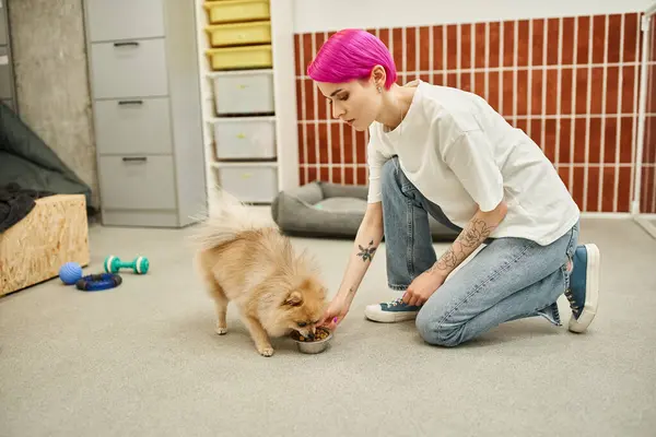 Feeding time in pet hotel, purple-haired dog sitter feeding adorable pomeranian spitz with kibbles — Stock Photo