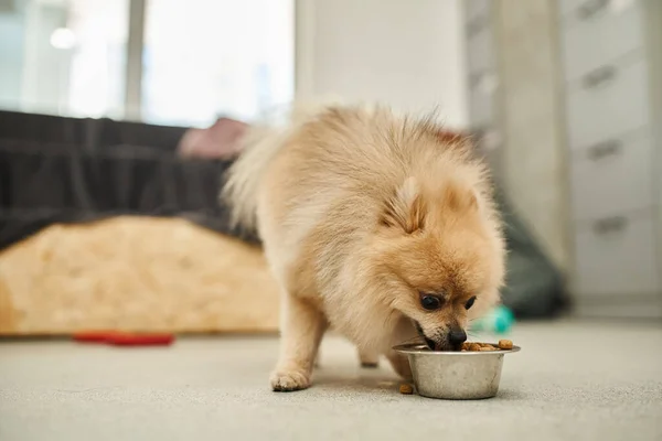 Feeding time in pet hotel, loveable and fluffy pomeranian spitz eating tasty kibbles from bowl — Stock Photo