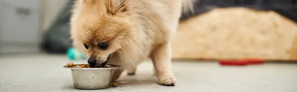 Adorable pomeranian spitz eating nutritious dry food from bowl in welcoming pet hotel, banner — Stock Photo