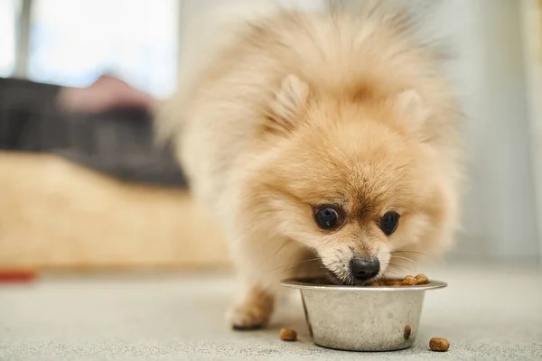 Mealtime in pet hotel, loveable and fluffy pomeranian spitz eating tasty doggy meal from bowl — Stock Photo