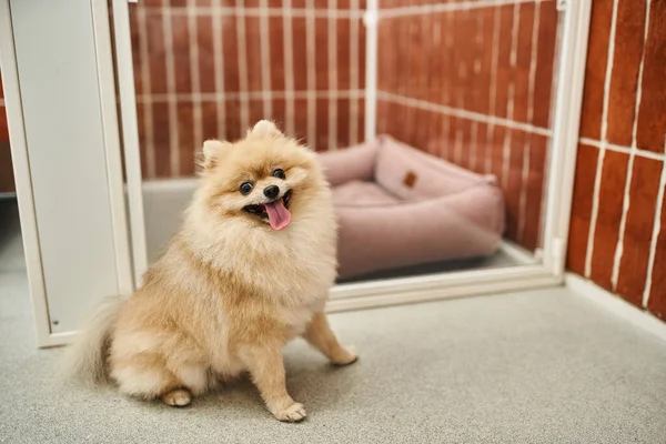 Funny pomeranian spitz with tongue out sitting near cozy dog enclosure in pet hotel, comfort — Stock Photo