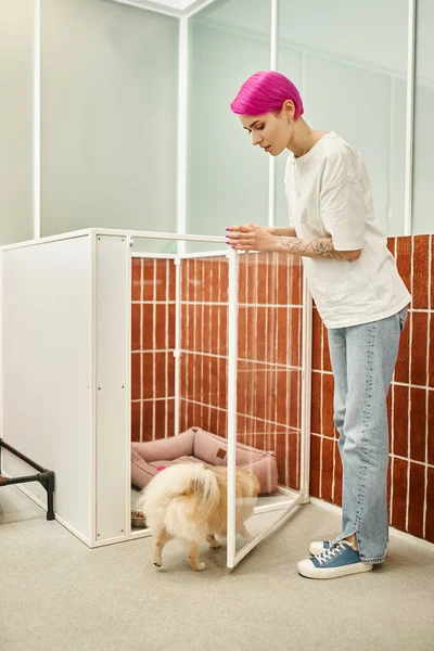 Obediente pomeranian spitz entrar canil perto cão sitter em pet hotel, acomodação confortável — Fotografia de Stock
