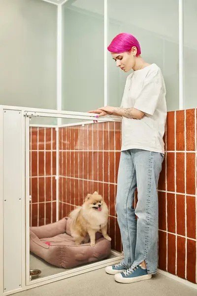 Tattooed female pet sitter standing near comfortable kennel with pomeranian spitz in dog hotel — Stock Photo
