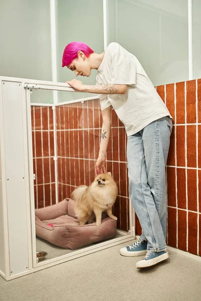 Hembra mascota sitter acariciando adorable pomeranian spitz sentado en suave perro cama en acogedor kennel - foto de stock