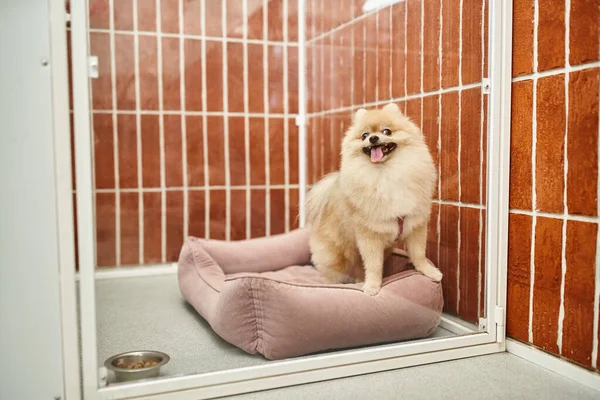 Cute pomeranian spitz sitting on soft dog bed in cozy kennel near bowl of dry food, cozy stay — Stock Photo