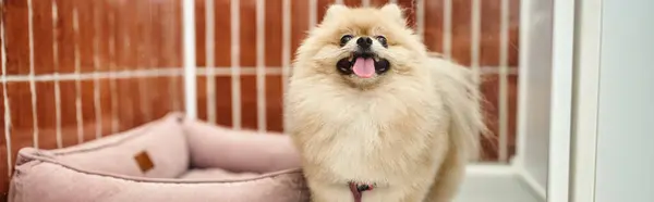 Playful pomeranian spitz sticking out tongue in comfortable dog kennel near soft dog bed , banner — Stock Photo